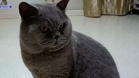 51吃瓜今日吃瓜胖猫,胖猫成今日焦点，趣味吃瓜事件盘点